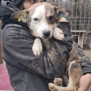 AFRA - völlig überfordert - reserviert TH Iserlohn - vermittelt