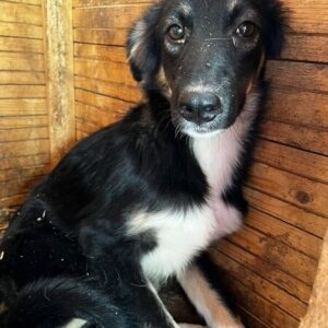 ILVI - vermittelt NH