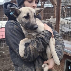 ODESSA - reserviert LS - vermittelt