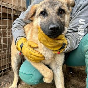 POTATO (♂) - vermisst 11/24