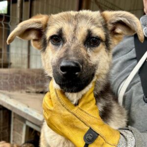 SABETH - vermisst 11/24