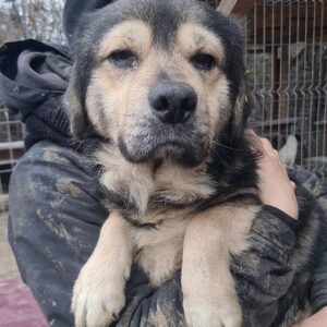 KUNO - auf Pflegestelle in PLZ 18 *vermittelt*