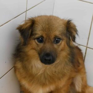 KASAJI - reserviert Tierhilfe Lebenswert DR - vermittelt