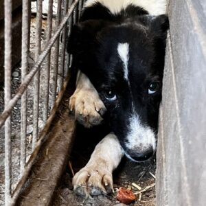 TUMMY (♂) - RBB 10/24