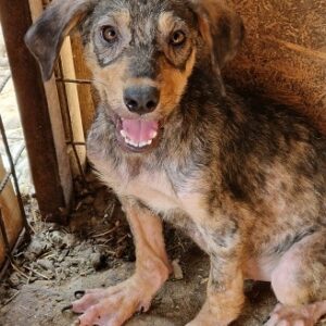 HUTSCH - stark durchtrittig, Hautprobleme - vermittelt Anna