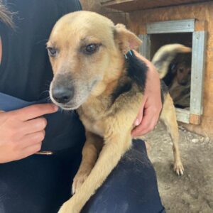 TEMPTATION - linke Vorderpfote fehlt - reserviert (Betty 22/09) vermittelt