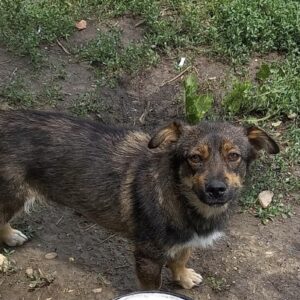 NONA - auf PDR PS im PLZ Bezirk 38