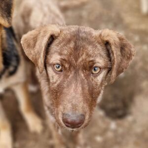 FABINA - ausgereist zu TINO (clinic)