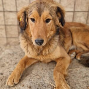 CLEO (♀) - baut stark ab