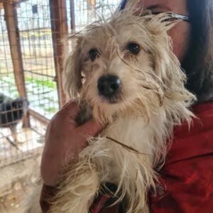 ZOTTEL - völlig überfordert, verfilzt - reserviert Bianca Dengler vermittelt