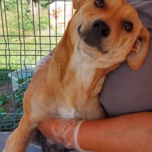 ZUZU - nicht länger unter der Obhut von Mihaela/PDR