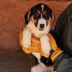 BEANIE - reserviert Betty vermittelt