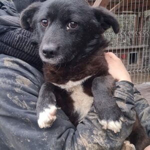 YANI - reserviert TH Limburg - vermittelt