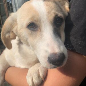 LIMAX - auf Pflegestelle in PLZ 3 *vermittelt*