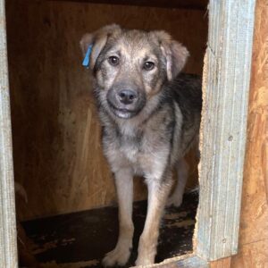 SHIRO - reserviert Betty vermittelt