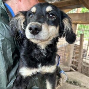 PIPPIN - vermittelt Alexandra