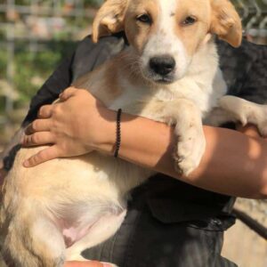 SINJA - reserviert 4animals vermittelt