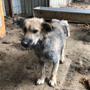 MARLA - sollte zeitnah ausreisen - reserviert für Tierhilfe Lebenswert vermittelt