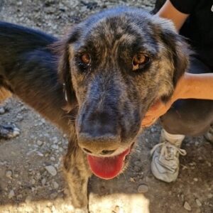 PURPLE - viel zu dünn! - reserviert Tierhilfe Lebenswert DR - vermittelt