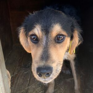 TIGO - abgemagert, Hinterhand steif - reserviert TH Filderstadt - vermittelt