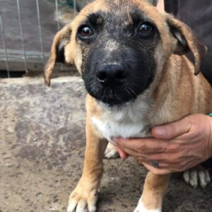 PAULCHEN - auf Pflegestelle in PLZ 3 *vermittelt*