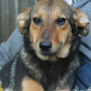 INARA - vermittelt MD