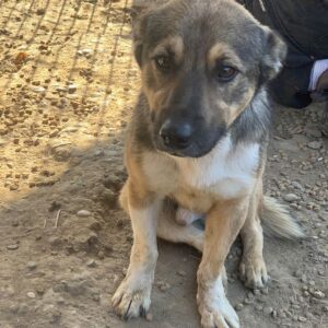 CHAP - reserviert TST Rösrath vermittelt