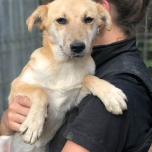 BERENIKE - auf Pflegestelle in PLZ 53 - vermittelt