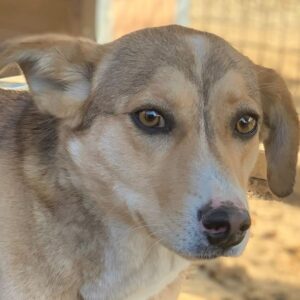 TAYFUN - IH DR 11.12. - vermittelt