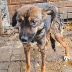 TRACY - viel zu dünn + Husten - auf Pflegestelle in PLZ 7 *vermittelt*