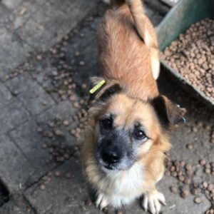 ELVIRA - auf Pflegestelle in PLZ 3 *vermittelt*