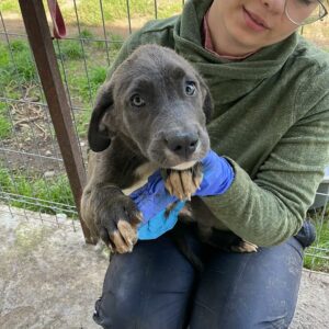 OCEAN - reserviert Betty vermittelt