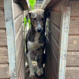 GIADA (♀) – vermisst 11/24