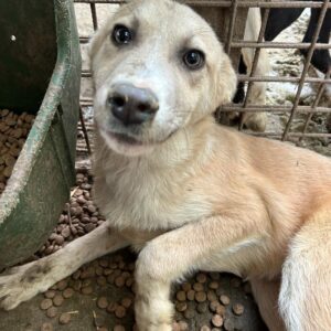 KASSIAN - ausgereist zum TST Rösrath