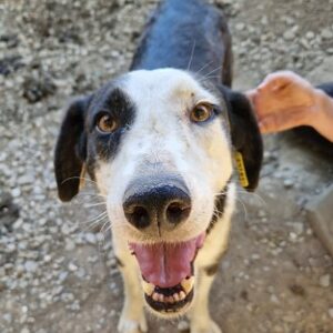 HEFINA - ausgereist zum TST Rösrath