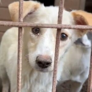 VANILLA - beim Anfassen panisch, sollte dringend ausreisen - vermittelt NH