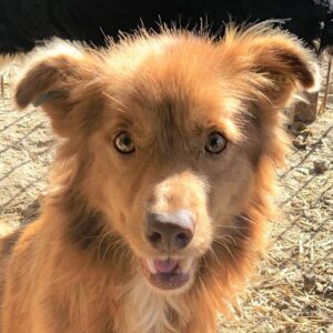 HUGO - viel zu dünn - reserviert TST Rösrath vermittelt