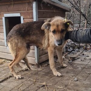 DOLCEZZA - reserviert Manuela - vermittelt