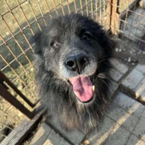 GIGIO (♂) - vermisst 11/24