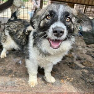 CHAVA - ausgereist zum TH Ahrweiler