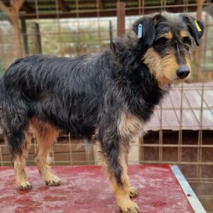 KHADY (♀) - ausgereist zum TST Rösrath (AL)