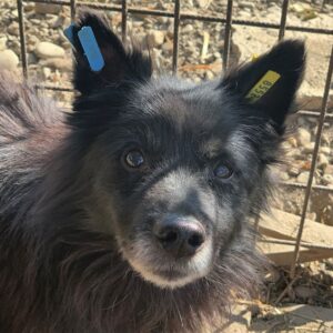 PRINZ - reserviert TST Rösrath vermittelt