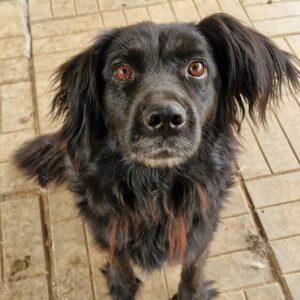 HOLLY - vermittelt NH