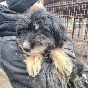 POLA - auf Pflegestelle in PLZ 18 - vermittelt