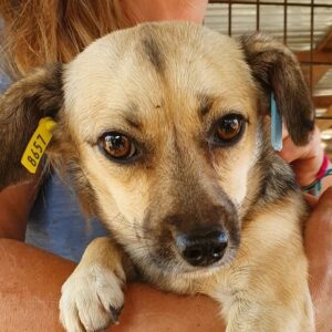 SUSI - völlig überfordert, kann sich nicht durchsetzen - reserviert TST Rösrath vermittelt