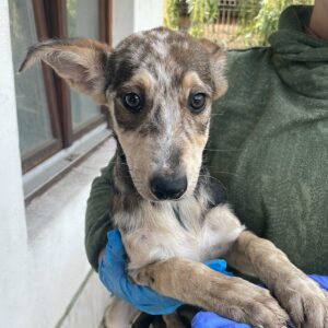 SOPHY - wird schüchtern - reserviert JW vermittelt