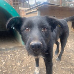 SURELIA - auf Pflegestelle in PLZ 78 *vermittelt*