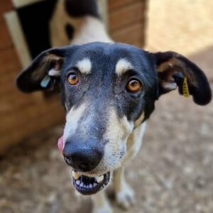 SILJA - resigniert, viel zu dünn - ausgereist zur Tierhilfe Lebenswert