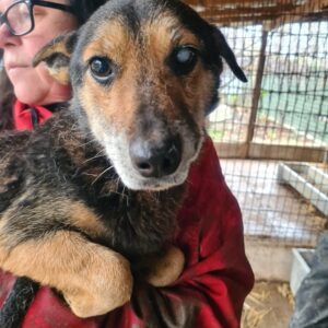 SWIFT - linkes Auge trüb/blind, überfordert - reserviert MfTL / AN - vermittelt