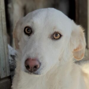 BETTY - reserviert TST Rösrath vermittelt